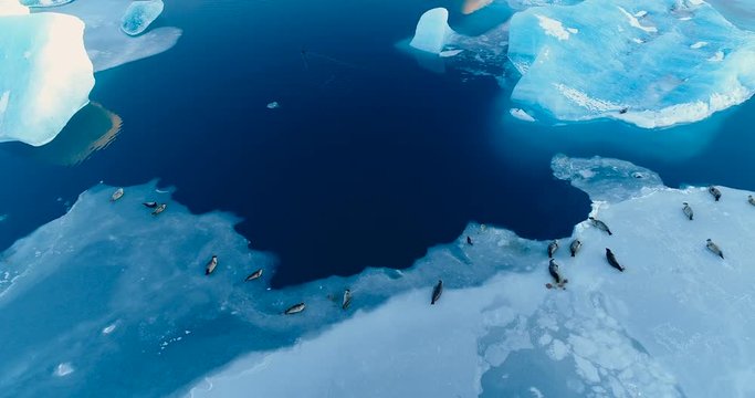 phoques sur la banquise