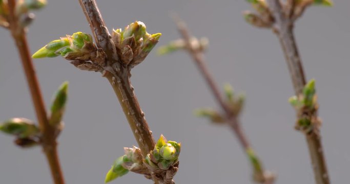 Zeitraffer forsythie makro f&auml;ngt zu bl&uuml;hen an