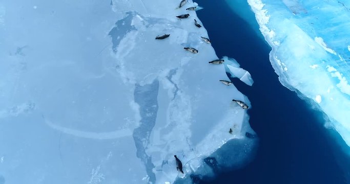 phoques sur la banquise