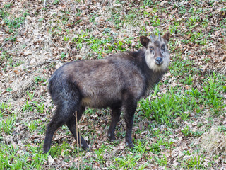 Fototapeta premium ニホンカモシカ