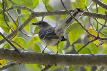 Moqueur polyglotte,.Mimus polyglottos, Northern Mockingbird