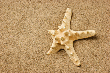 Fototapeta na wymiar starfish on a sandy beach