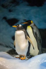 Fototapeta premium Gentoo Penguin and King Penguin standing on Ice and Snow in fornt of Stones and Ice.