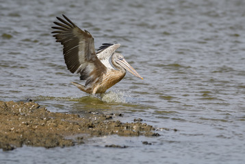 Spot-billed Pelican - Pelecanus philippensis, lakes, Sri Lanka