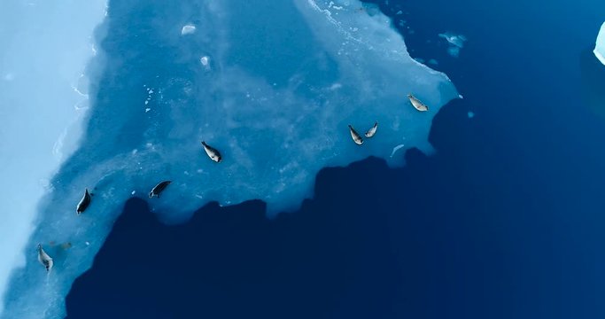 phoques sur la banquise