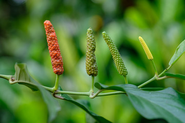 Long Pepper, spices and herbs with medicinal properties.
