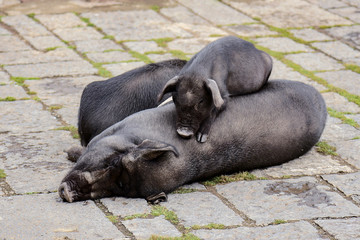 Pigs sleeping on the floor