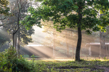 Foggy morning with sunbeam in green forest;