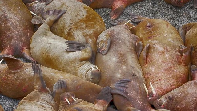 Life Atlantic walruses at haul out sites is (at most) of sleep and small conflicts with neighbors. Make sleep, not war (sea hippie).
