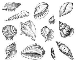 seashells set or mollusca different forms. sea creature. engraved hand drawn in old sketch, vintage style. nautical or marine, monster or food. animals in the ocean.