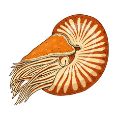 sea creature nautilus pompilius. shellfish or mollusk or clam. engraved hand drawn in old sketch, vintage style. nautical or marine, monster or food. animals in the ocean.