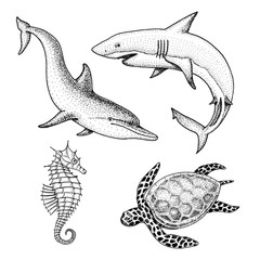 sea creature dolphin and white shark, cheloniidae or green turtle and seahorse. engraved hand drawn in old sketch, vintage style. nautical or marine, monster or fish. animals in the ocean.