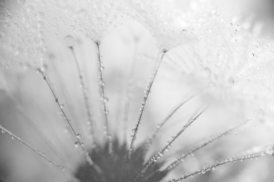 Beautiful dew drops on a dandelion seed macro. Beautiful soft blue background. Water drops on a parachutes dandelion. Copy space. soft focus on water droplets. circular shape, abstract background.