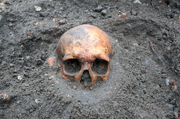 Archaeological excavation with skull still half buried in the ground