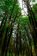 Boxwood Forest. Rize - Turkey