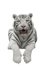 Panthera tiger