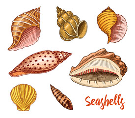 seashells set or mollusca different forms. sea creature. engraved hand drawn in old sketch, vintage style. nautical or marine, monster or food. animals in the ocean.