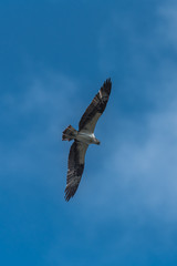 Western osprey flying in blue sky, trying to catch a fish
