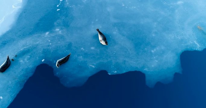 phoques sur la banquise