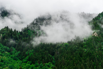 Beautiful Foggy Mountains view to Highland and Trees Pine Forest