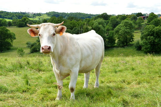 A Charolais cow in a green pasture in the countryside.