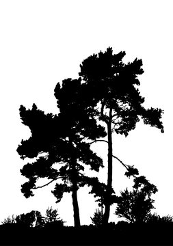 Realistic pine tree silhouette (Vector illustration).ai10
