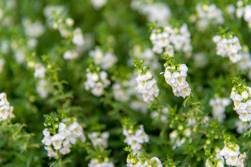 White flowers field and green leaves in the garden, select focus