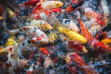 Obraz na płótnie Canvas Fancy Carps Fish swim in underwater