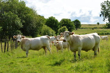 A herd of Charolais cow with a little calf, in a green pasture in the countryside.