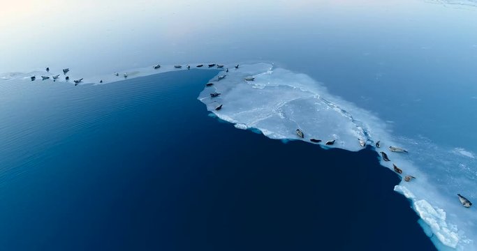 phoques sur la banquise