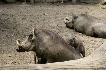 warzenschwein familie 