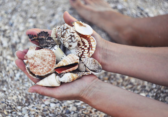 seashells in the hands