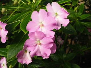 Pink impatiens flowers