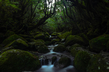屋久島　白谷雲水峡
