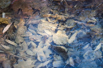 Crust of ice on a puddle of leaves