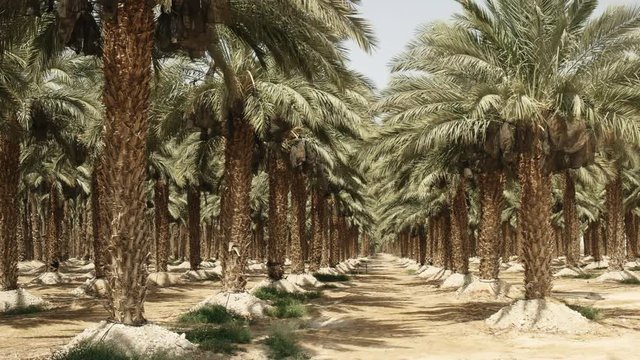 date palms growing in a plantation near the dead sea in israel