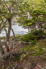 Coast trail in Tierra del Fuego National Park