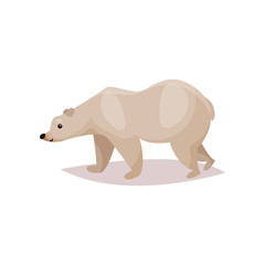 Polar bear cartoon vector Illustration