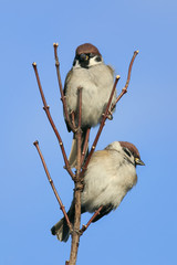  funny little birds Sparrow on a branch sitting on a background of blue sky