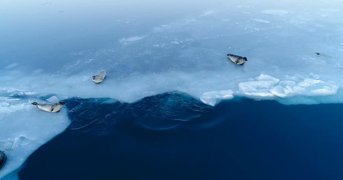 phoques sur la banquise