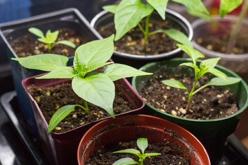 pepper plant growing indoor