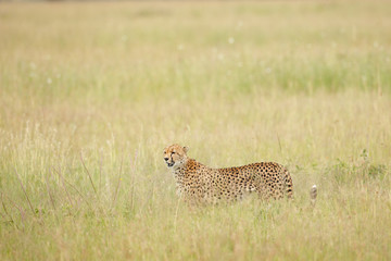 Naklejka premium Cheetah