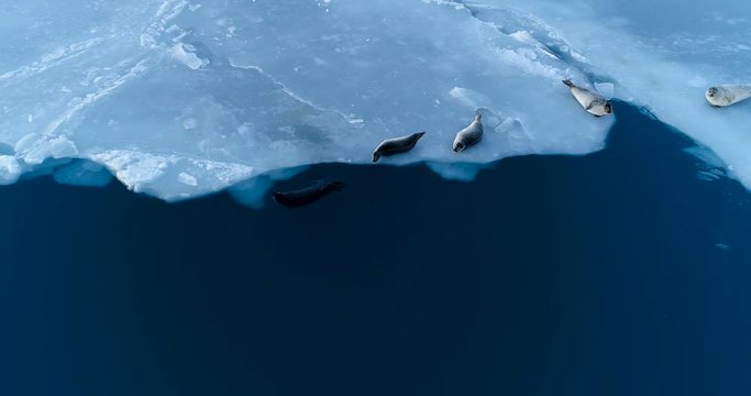 phoques sur la banquise