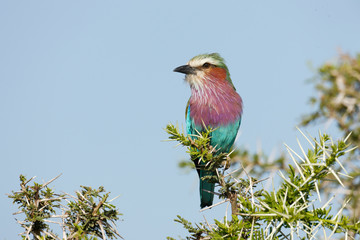 Lilac-breasted roller