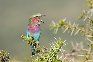 Lilac-breasted roller