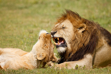 Plakat Lion and Lioness