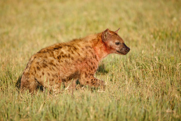 Spotted Hyena