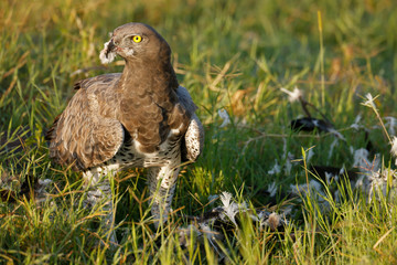 Martial Eagle Feeding