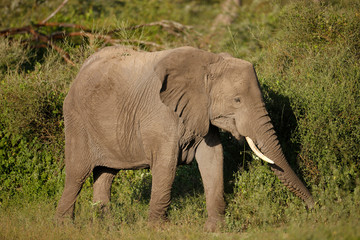 Obraz premium Elephant