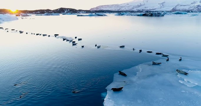 phoques sur la banquise